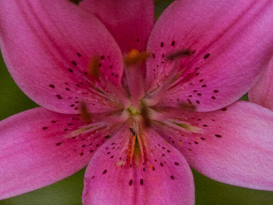 Summer Painting - Hot Pink Close Up by Omaste Witkowski