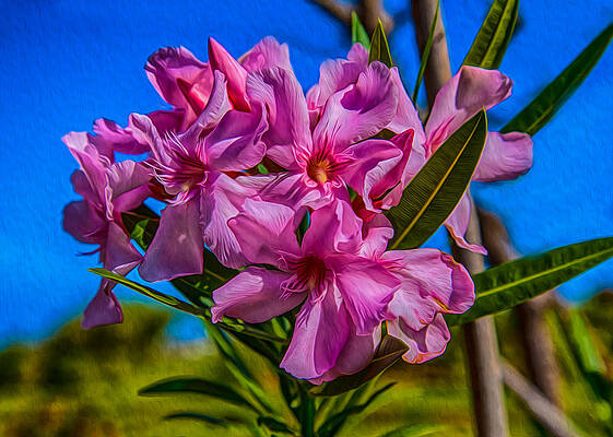 Spring Painting - Hot Pink Hibiscus by Omaste Witkowski