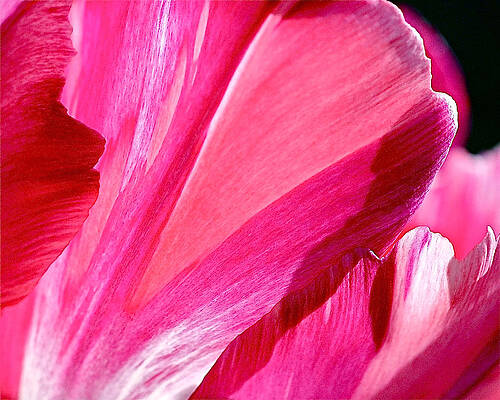 Beautiful Photograph - Hot Pink by Rona Black