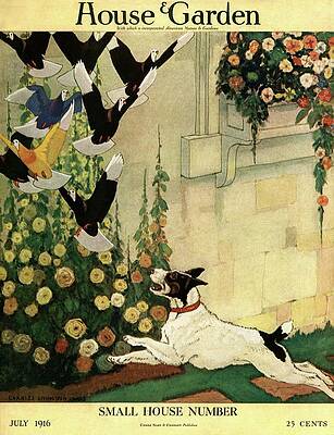 Dog Chasing Birds in Garden Photograph