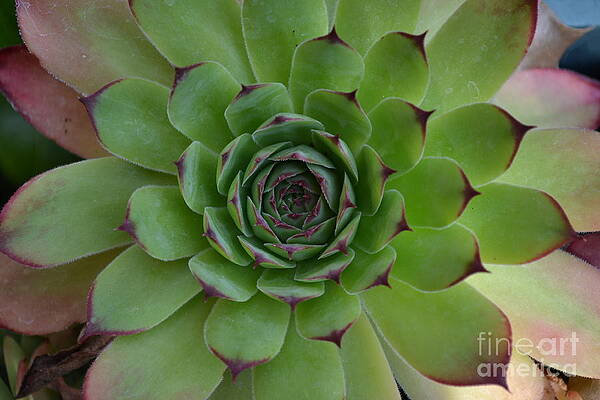 Photograph - Houseleek Sempervivum by Scott Lyons
