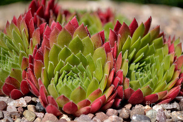 Photograph - Houseleeks Aka Sempervivum From The Side by Scott Lyons