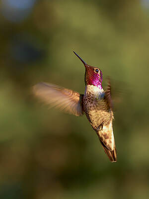 Bird Wall Art featuring the photograph Hovering Hummer by Jean Noren