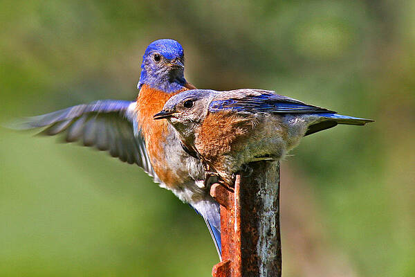 Wall Art featuring the photograph Hovering by Jean Noren