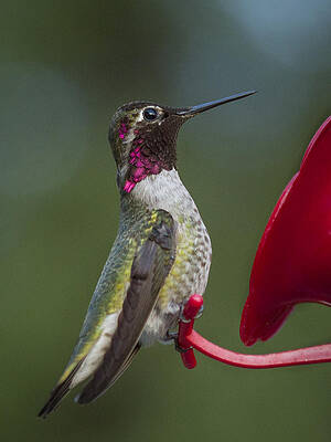 Bird Wall Art featuring the photograph Humming Bird by Jean Noren