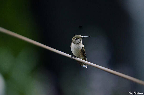 Wildlife Wall Art featuring the photograph Hummingbird On A Wire by Gary Wightman
