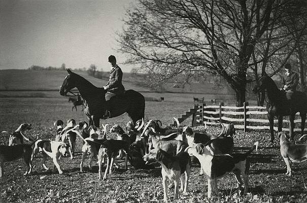 Equestrian Riders with Hunting Dogs Photograph