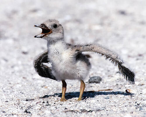 Bird Wall Art featuring the photograph I Am NOT A Baby by Ghostwinds Photography