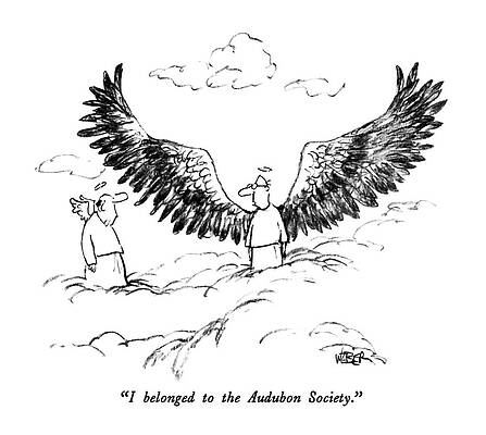 Color Wall Art featuring the drawing I Belonged To The Audubon Society by Robert Weber