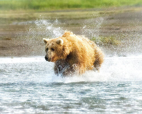 Bear Wall Art featuring the photograph I Can Catch You by Ghostwinds Photography