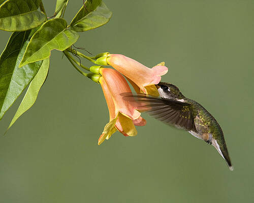 Photograph - I Know Its In Here by Jim E Johnson