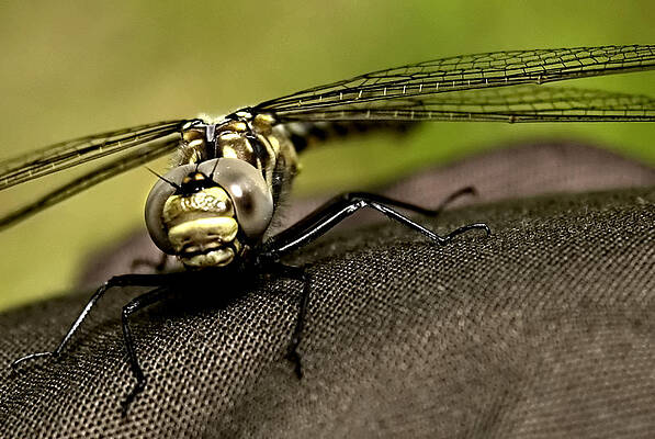Photograph - I See You by Gary Wightman
