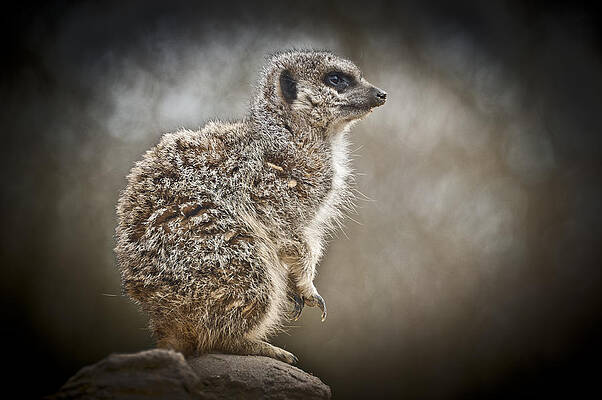 Portrait Photograph - I Spy A Meerkat by Chris Boulton