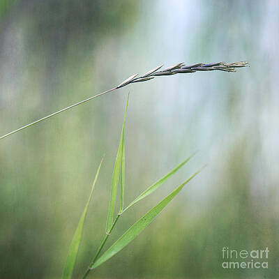 Graceful Blade of Grass Wall Art
