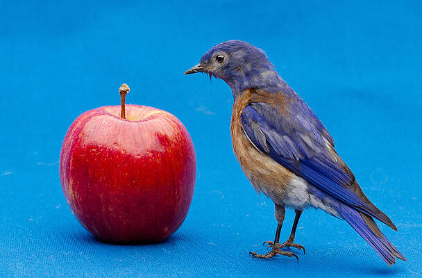 Wall Art featuring the photograph I Would Rather See The Doctor by Jean Noren