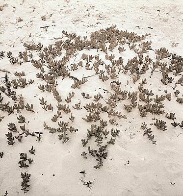 Growth Wall Art featuring the photograph Ice Plant In Sand by Horst P. Horst