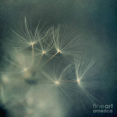 Delicate Dandelion Seeds Wall Art