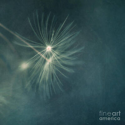 Delicate Dandelion Seeds in Focus Wall Art