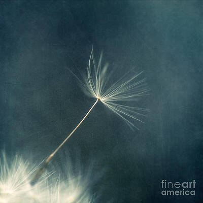 Delicate Dandelion Seed in Motion Wall Art