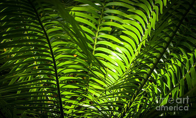 Wall Art featuring the photograph Illuminated Jungle Fern by Blake Webster
