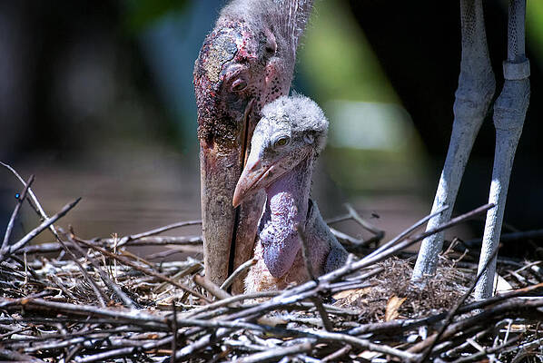 Bird Wall Art featuring the photograph I'm Here by Ghostwinds Photography