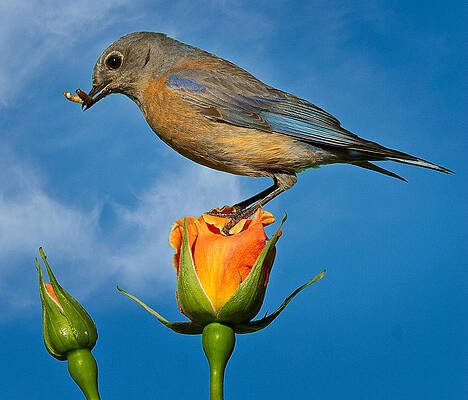 Bird Wall Art featuring the photograph I'm On Top Of The Rose. by Jean Noren
