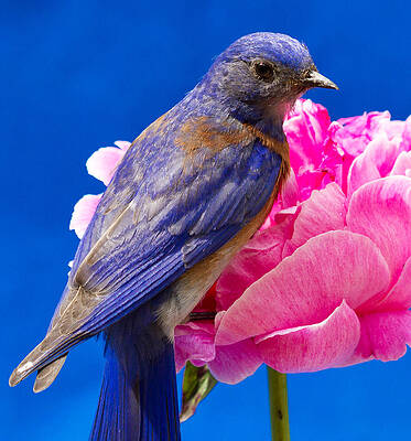 Wall Art featuring the photograph I'm Ready For My Close Up by Jean Noren