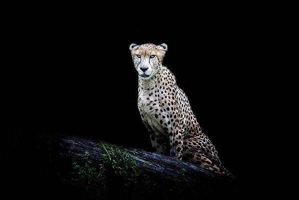 Wall Art featuring the photograph I'm Ready by Ghostwinds Photography