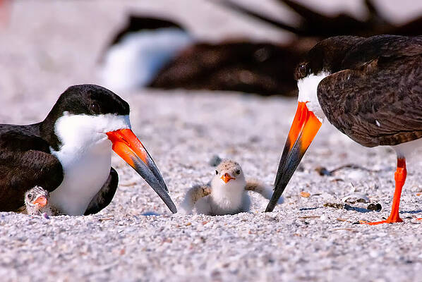 Bird Wall Art featuring the photograph I'm Special by Ghostwinds Photography
