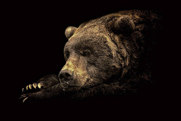 Wall Art featuring the photograph I'm Watching You by Ghostwinds Photography