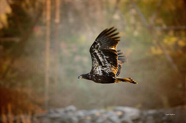Color Photograph - Immature Bald Eagle by Crystal Wightman