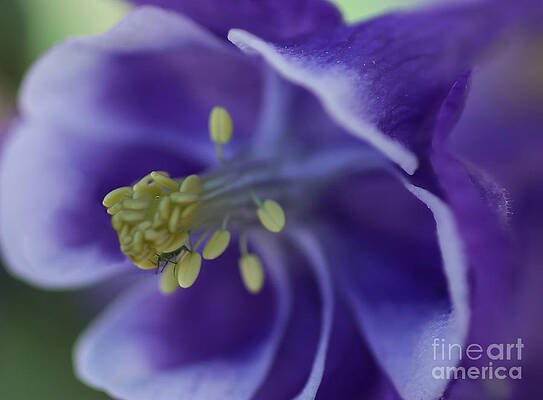 Wall Art featuring the photograph In A Bugs World by Mary Lou Chmura