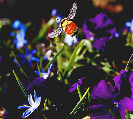 Wall Art featuring the photograph In Flight by Rona Black