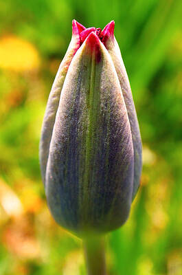 Bold Wall Art featuring the photograph In The Beginning by Rona Black