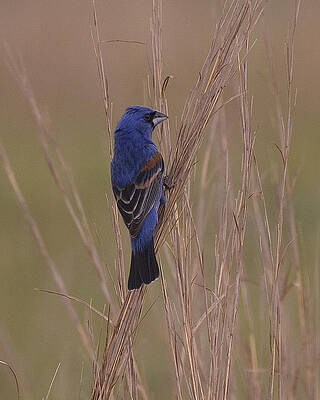Photograph - In The Grass by Jim E Johnson