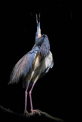 Wall Art featuring the photograph In The Light by Ghostwinds Photography