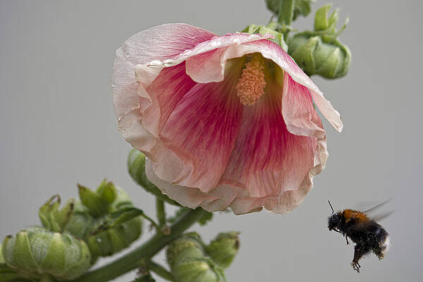 Delicate Wall Art featuring the photograph Incoming by Shirley Mitchell