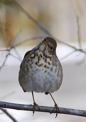 Wall Art featuring the photograph Inquisitive Hermit Thrush by Cascade Colors
