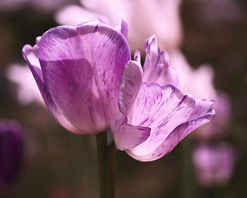 Beautiful Photograph - Inseparable by Rona Black