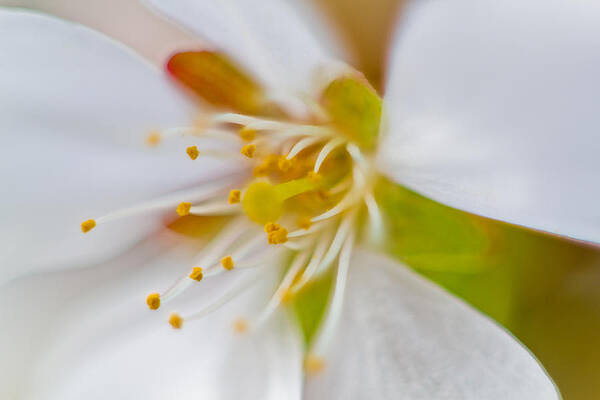 Flower Wall Art featuring the photograph Inside The Flower by Jonny D