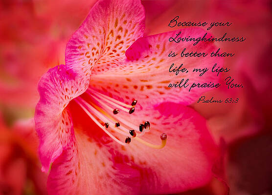 Pink Lily with Inspirational Quote Photograph