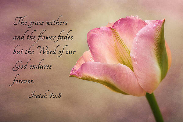Pink Tulip with Inspirational Quote Photograph