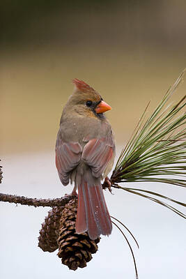 Photograph - Intense Look by Jim E Johnson