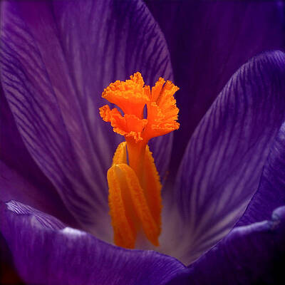 Wall Art featuring the photograph Interior Design by Rona Black