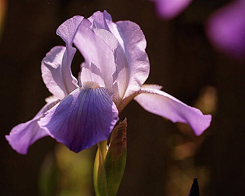 Beautiful Photograph - Iris Aglow by Rona Black