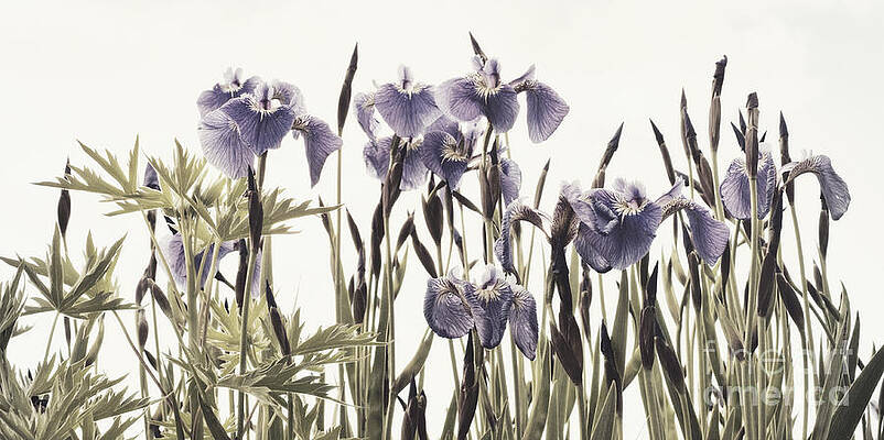 Purple Irises in Park Wall Art