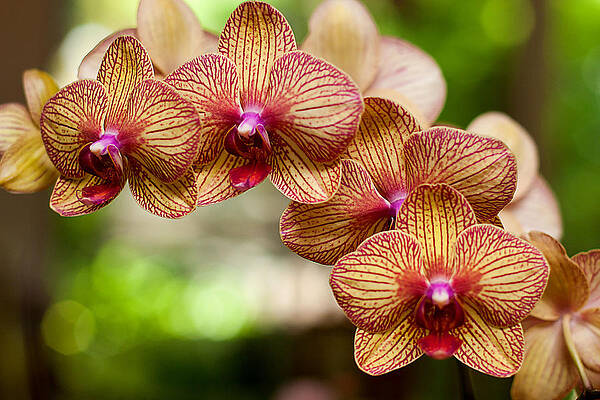 Wall Art featuring the photograph Orchid by Lisa Chorny
