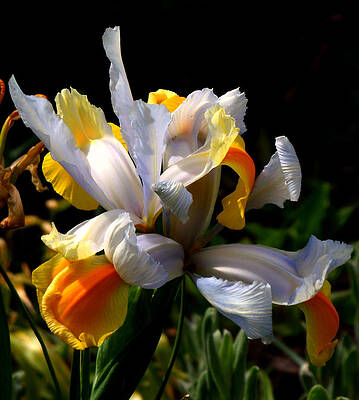 Wall Art featuring the photograph Iris by Rona Black