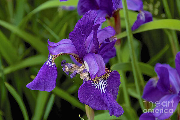 Spring Wall Art featuring the photograph Iris by William Norton