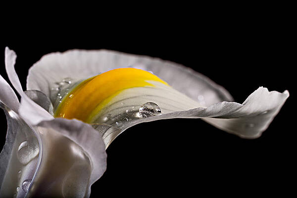 Close-Up of White Iris Flower Photograph